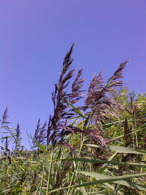 PLUMES OF PURPLE GRASS