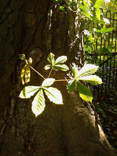 HORSE CHESTNUT SIDESHOOT AND GATE