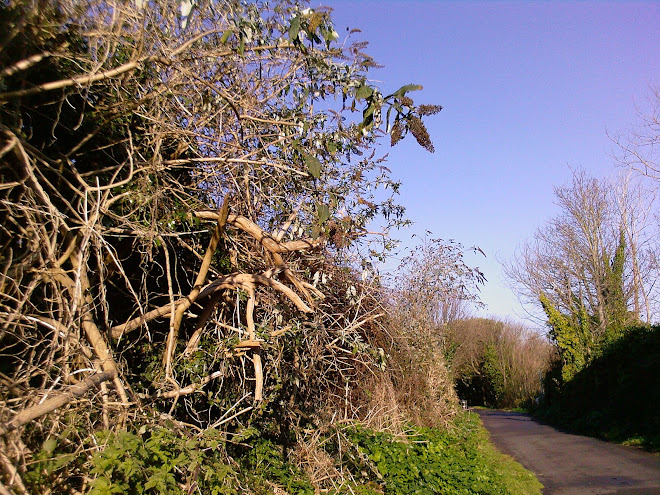 BUDDLEIA OVER PATH