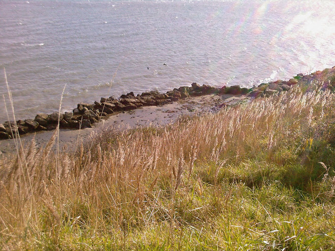 REEDS HOLDING THE CLIFF UP AND ROCKS HOLDING THE SEA BACK