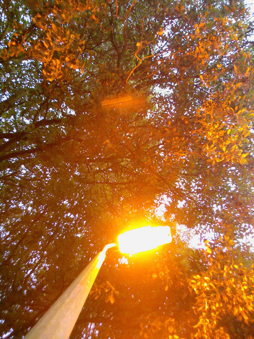LAMPOST AND HOLM OAK