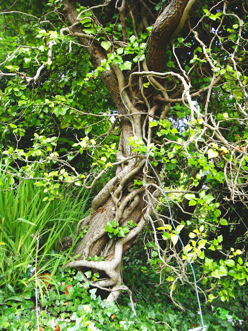 TREE BOUND WITH IVY AND BLUE ROPE