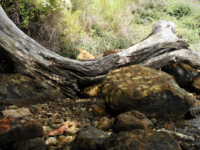 TUMBLED DOWN SHOE-HORN OF A TREE