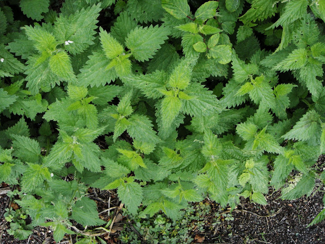 NETTLES ON THE EDGE OF A PATH