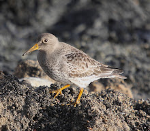 Purple Sandpiper