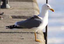 Yellow-legged Gull