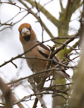 Hawfinch