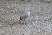 Black Redstart