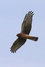 Hen Harrier