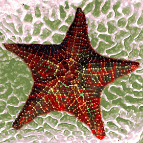 quot;Estrella de marquot;, 2008. estrella de mar. quot;Estrella de marquot;, 2008.