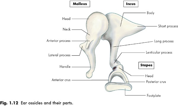 MEDICAL MNEMONICS: Embryology of ear ossicles