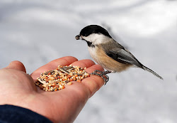Bird- Sparrow