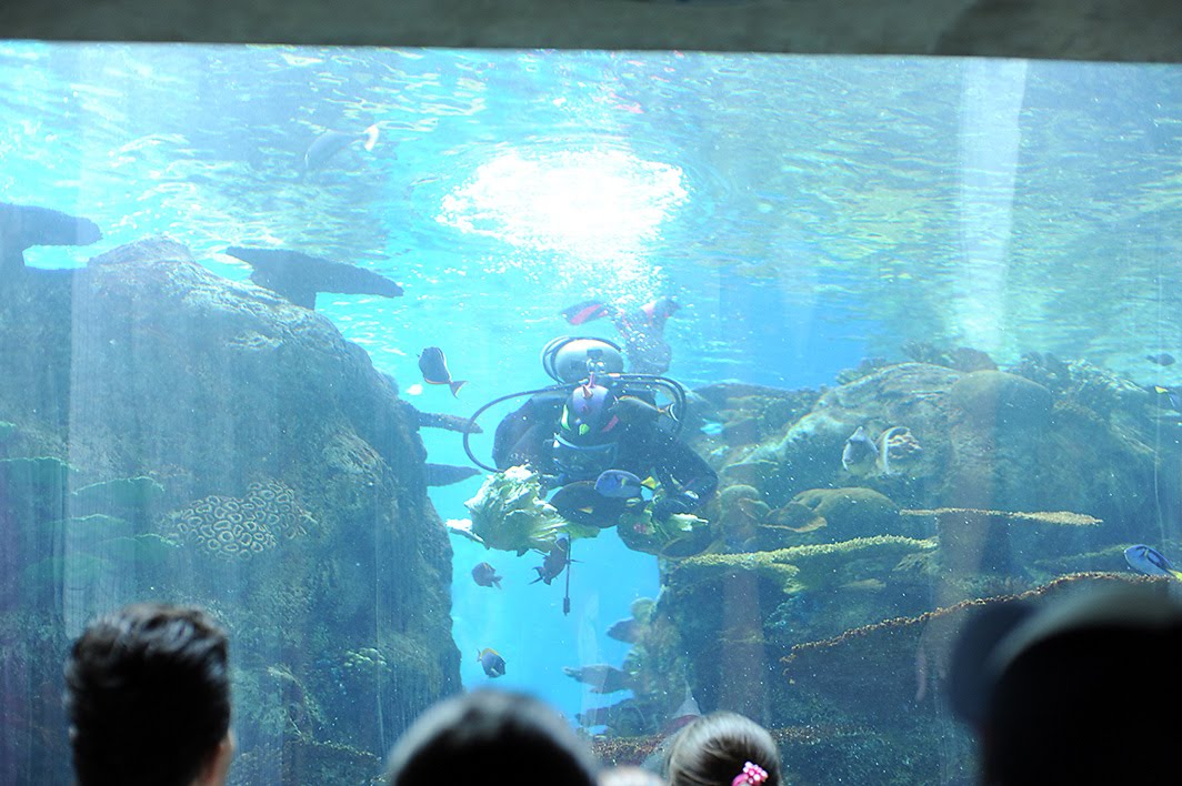 Random Point In Time: Long Beach Aquarium of the Pacific Jellyfish