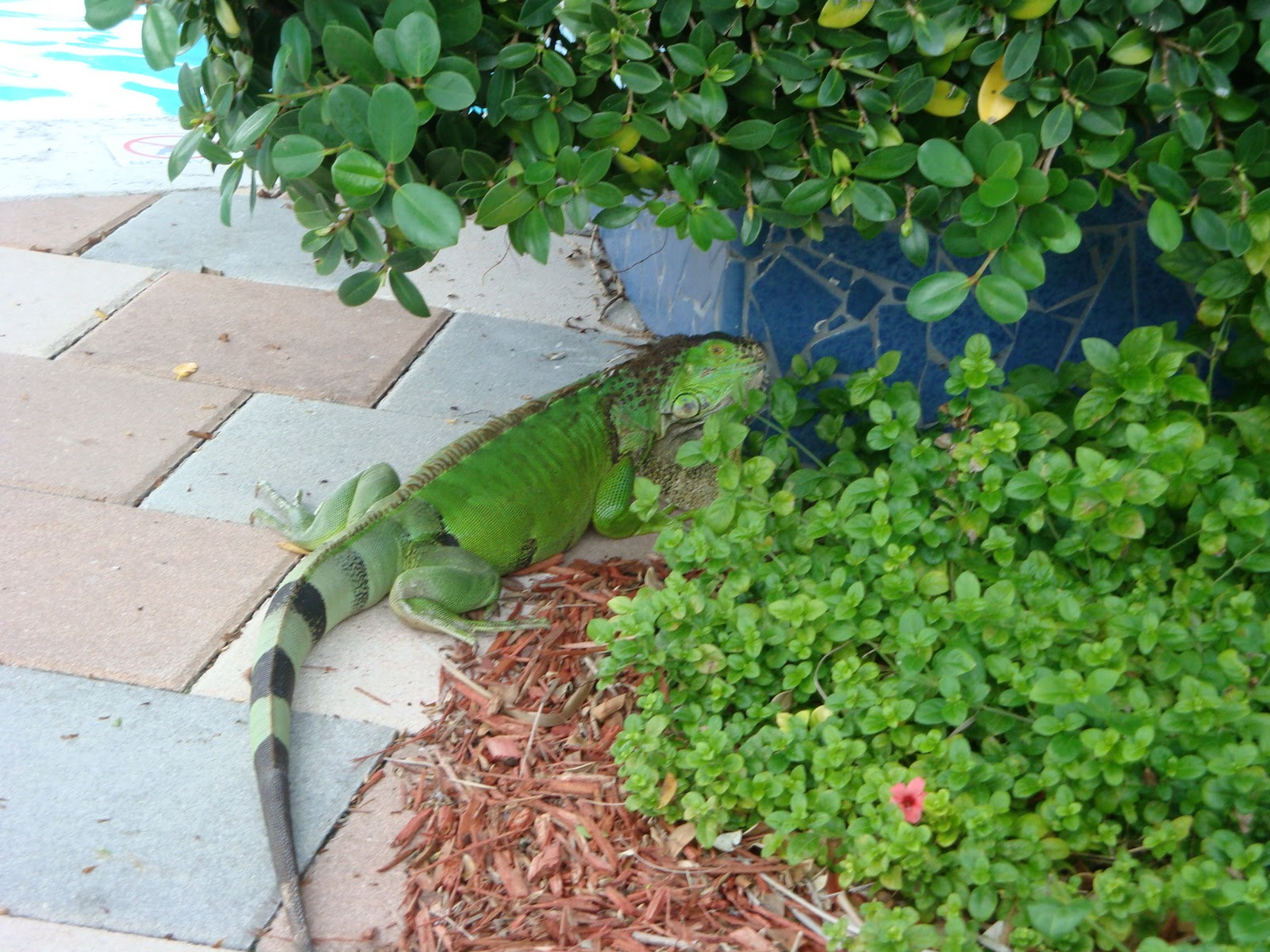 Life in a Cookie Jar Key West Iguana