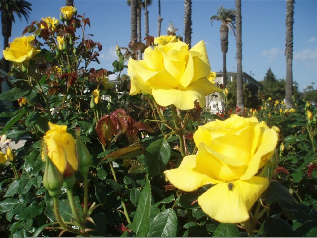 [yellow+roses+at+santa+monica.JPG]