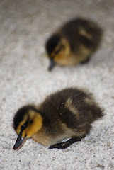 Duckling Twins