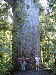 Lavene and Cheri and a large Kauri (Yakas) in the Northland