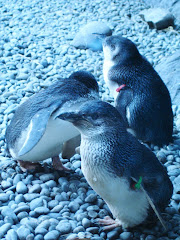 Little blue penguins at the International Antarctic Center in Christchurch
