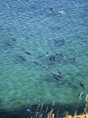 Opito Bay dolphins