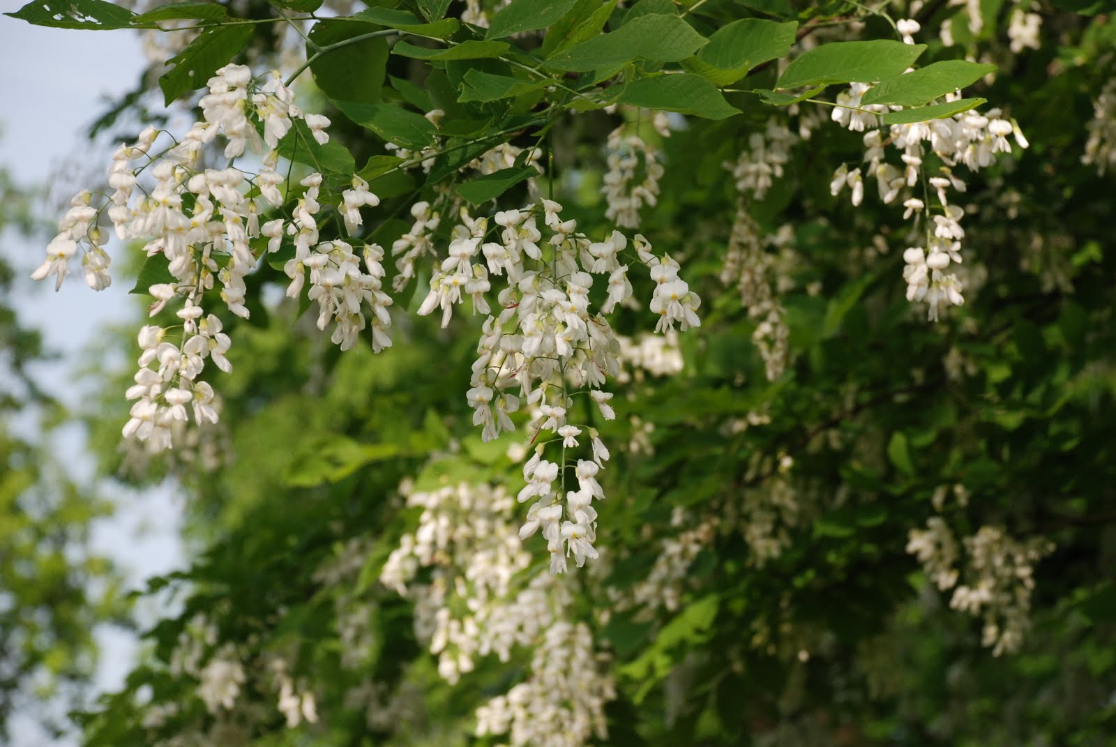 What grows there? Yellowwood "In The OnYear"