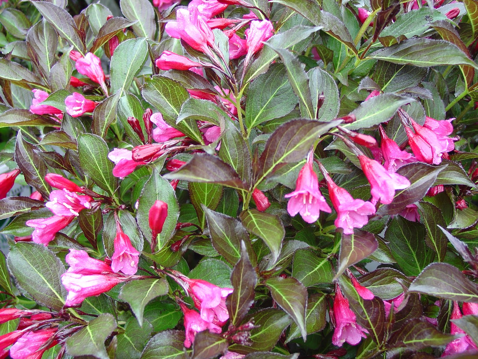 Real World Gardener Old Fashioned Plants For Hot Sub Tropics In