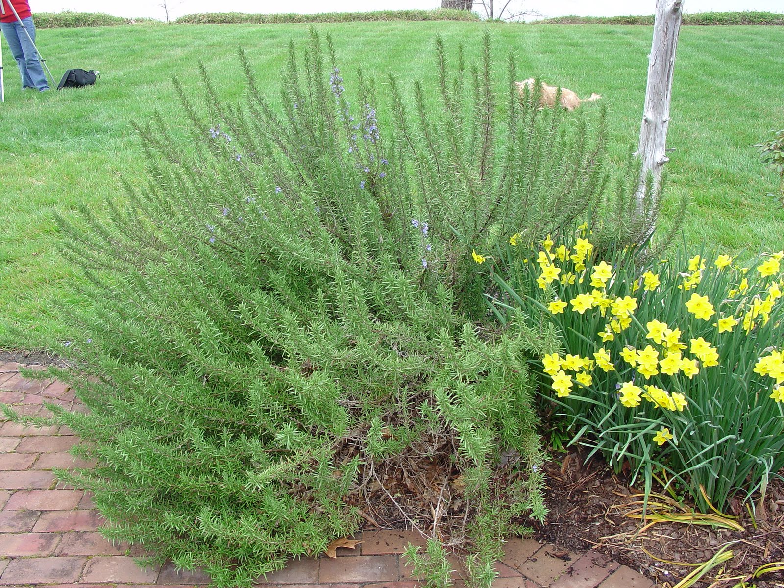 What grows there? Hardy Rosemary