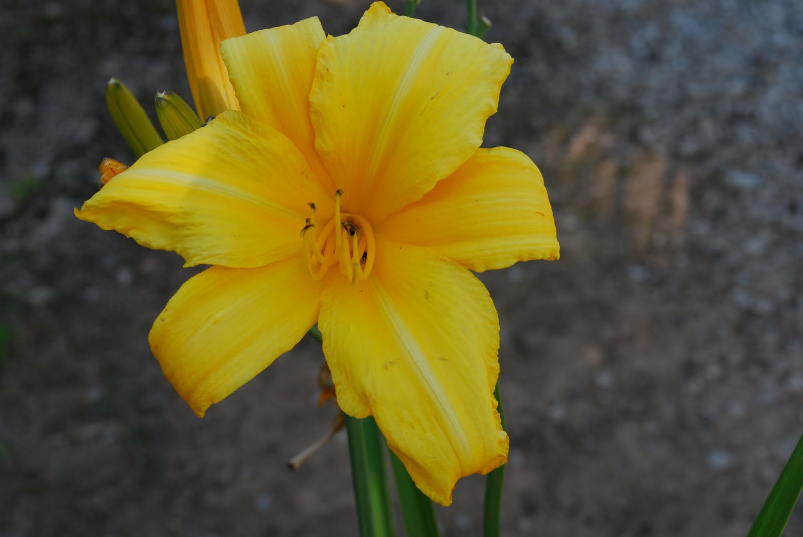 What grows there? 'Buttered Popcorn' Daylily Performs In The MidSouth