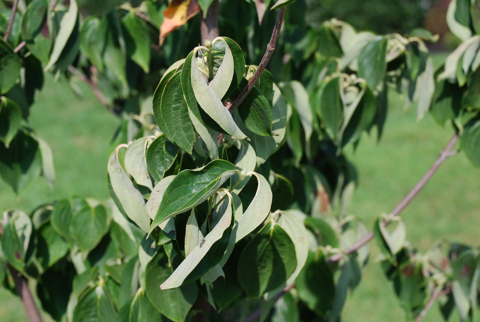 Kousa+dogwood+leaves+curling