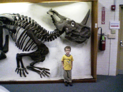 centrosaurus skeleton