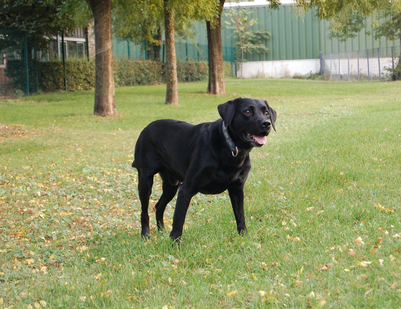 [thursday+dog+029.JPG]