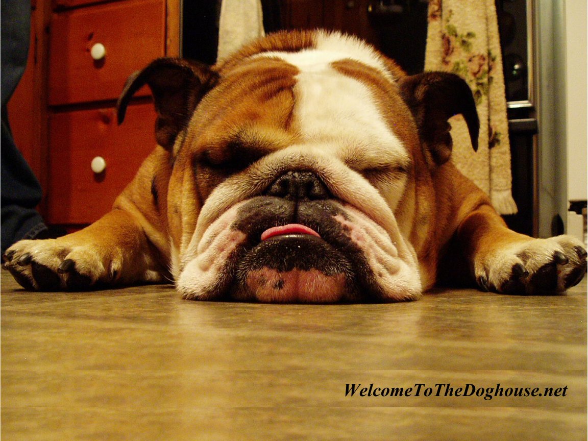 http://3.bp.blogspot.com/__1bhBAufTjY/TGwp1M9sEII/AAAAAAAAADg/yVGADgOtZ9Y/s1600/english_bulldog_wallpaper.jpg