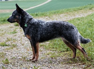 blue heeler full grown