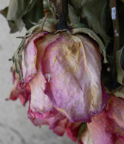 [rosa]
