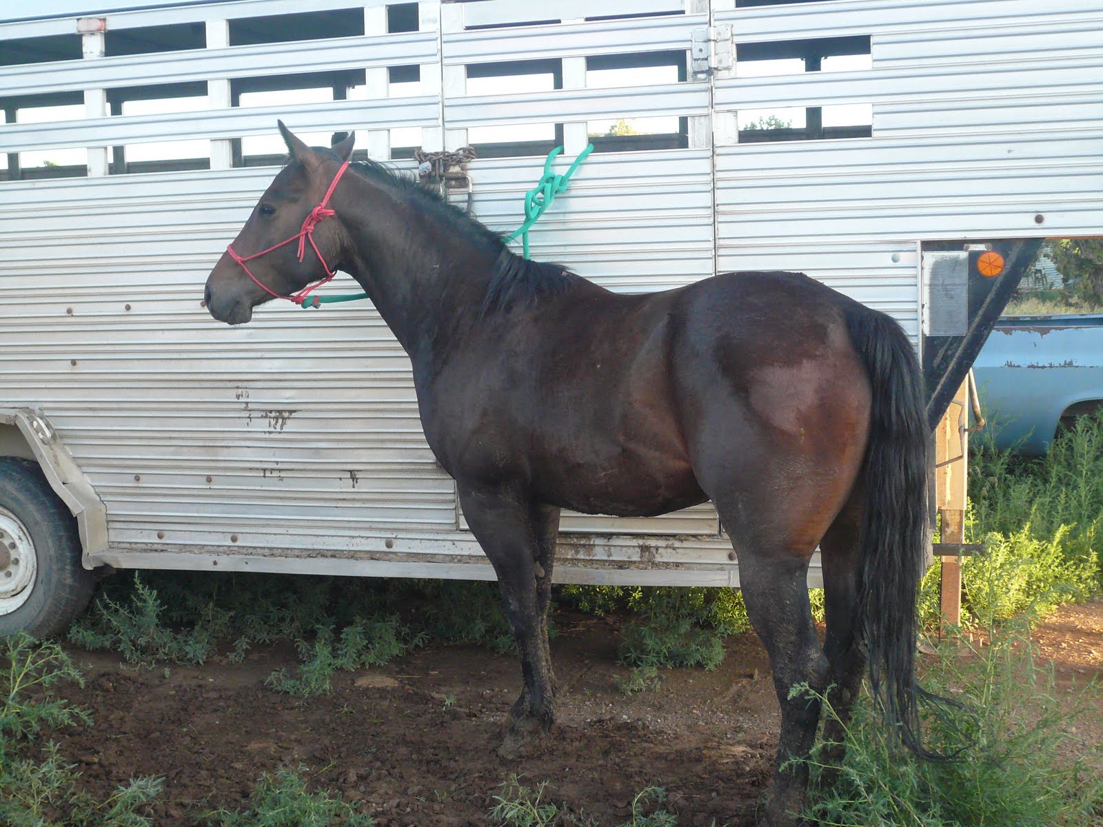 Mack Quarter Horses TBars Driftwood 2007 Gelding