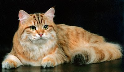 Tigerlily~Warrior~She-Cat