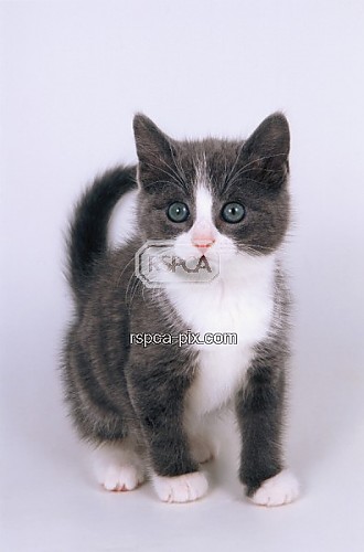 Petalkit~Kit~She-Cat