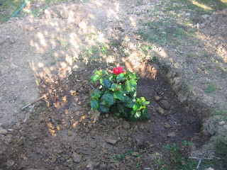 Eis o promissor hibisco vermelho!