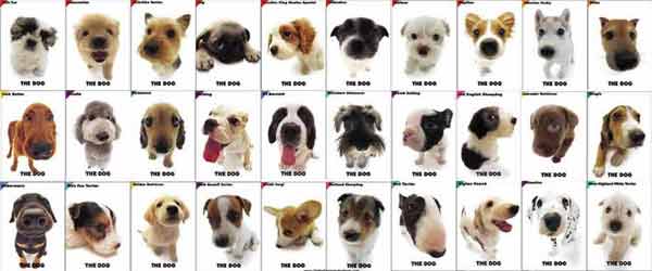 Perros, razas de perros, articulos sobre perros