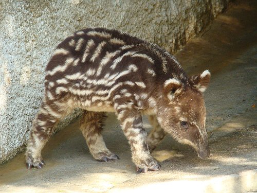 [baby+wooly+tapir.jpg]