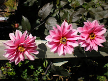 'Fascination' dahlias, summer memories