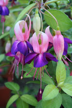 Lovely 'Party Girls' fuchsia