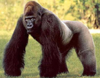 male silverback gorilla male silverback gorilla