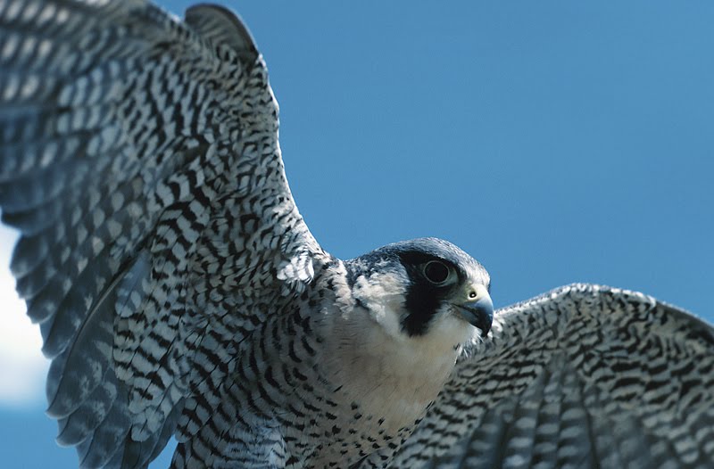 Nature Observations and Meanings PEREGRINE FALCON (DUCK HAWK) Act