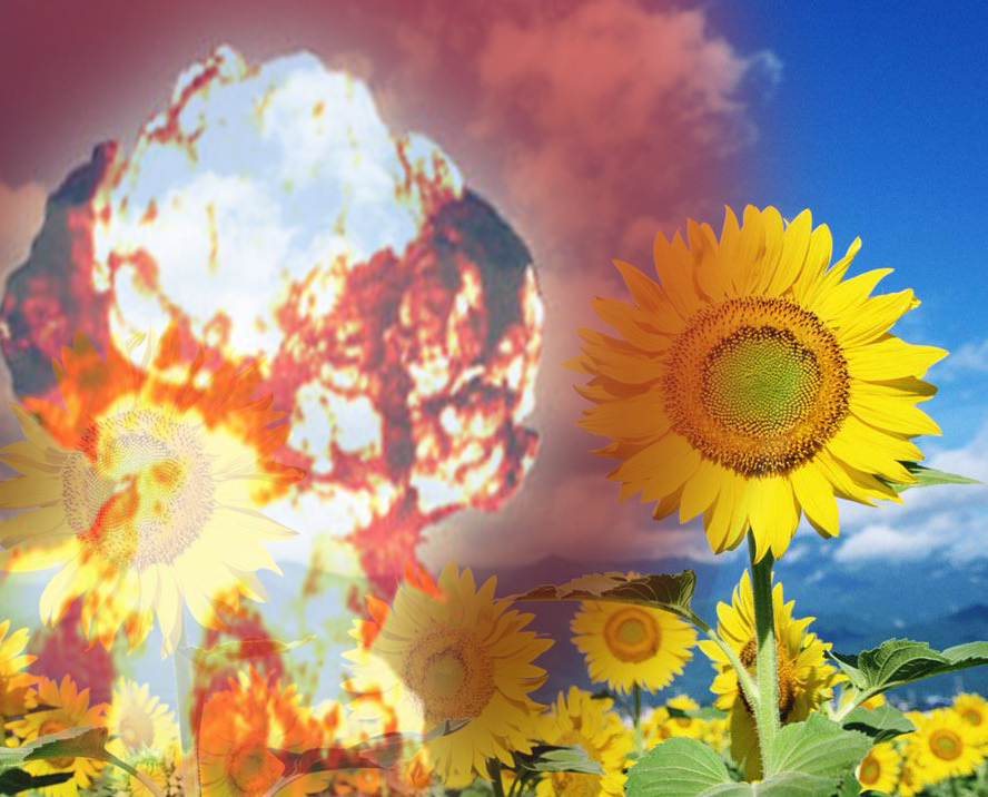 CAN SUNFLOWER NEUTRALIZE WASTE NUCLEAR RADIATION? AND STAY HERE