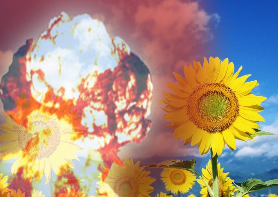 CAN SUNFLOWER NEUTRALIZE WASTE NUCLEAR RADIATION? AND STAY HERE