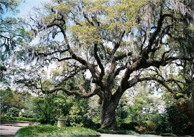 Brookgreen Oak