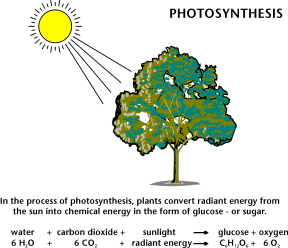 Process of photosynthesis essay