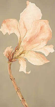 [neill_immortal_oleander_bloom_current.jpg]