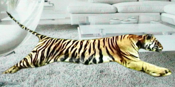 [tiger-white-shag.jpg]