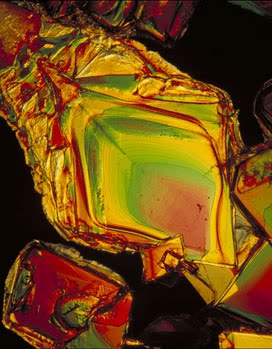 [Macro_1_jack+wilgus_272.jpg]